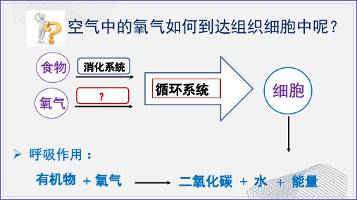 10.2 人体细胞获得氧气的过程(1)北师大版七年级下册生物课件(共17张PPT)