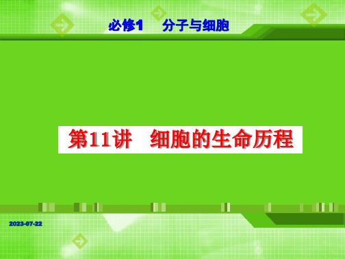 第11讲 细胞的生命历程(课件)2024年高考生物一轮复习课件