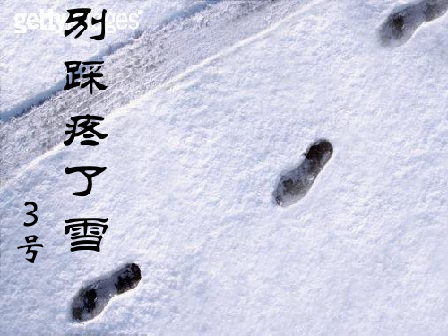 别踩疼了雪