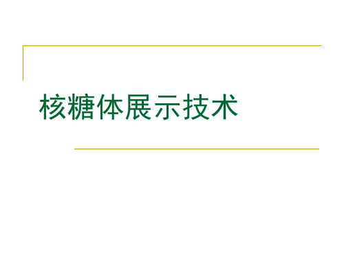 核糖体展示技术PPT课件