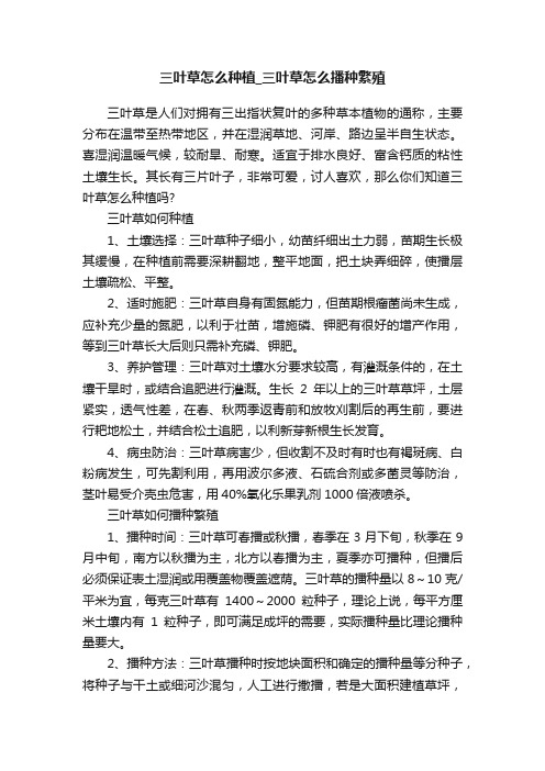 三叶草怎么种植_三叶草怎么播种繁殖