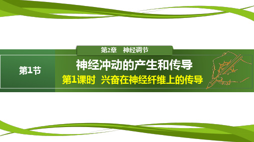 兴奋在神经纤维上的传导(第1课时)高二生物(人教版2019选择性必修1)