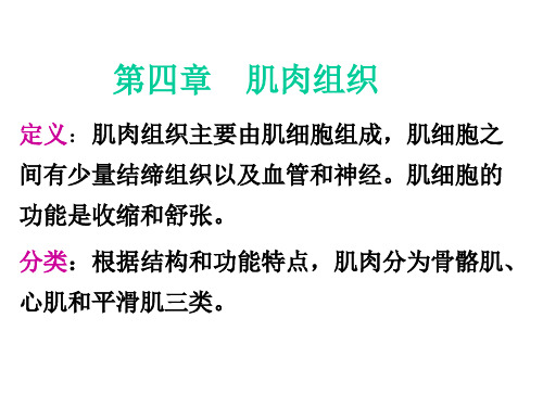 扫描电镜下肌肉组织、神经组织