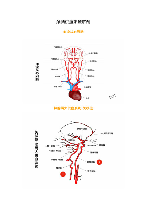 颅脑供血的系统解剖图解