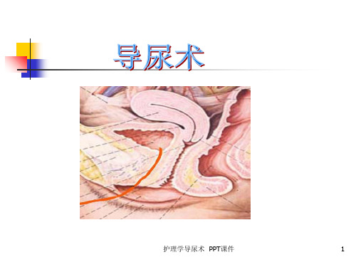 护理学导尿术 ppt课件