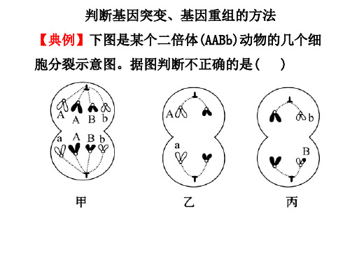 基因突变和基因重组习题课