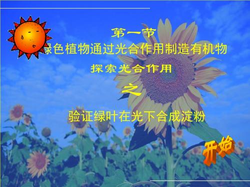 生物:3.4.1《绿色植物通过光合作用制造有机物》课件4(人教版七年级上)