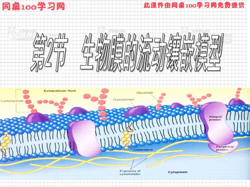 在制作真核细胞三维结构模型时,提供给你制作细胞膜的三种