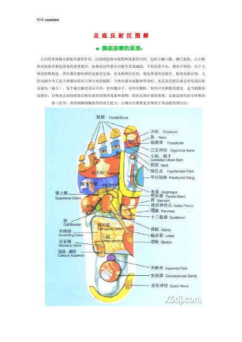 脚底按摩穴位图、按摩方法及正常反应