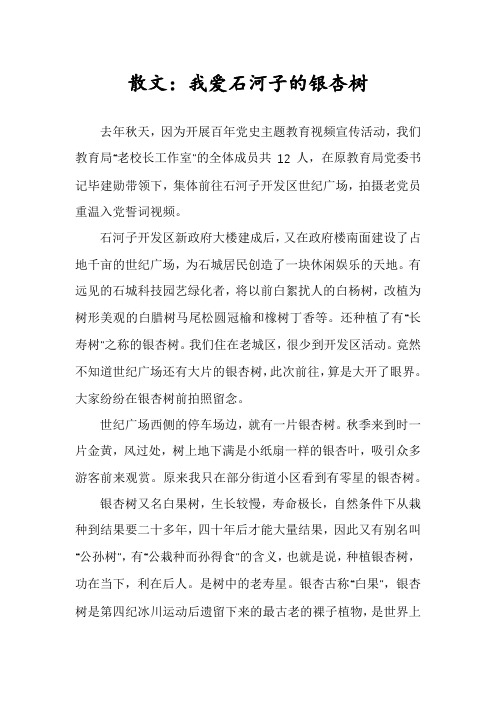 散文：我爱石河子的银杏树