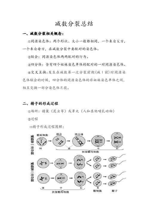 必修二减数分裂总结(附带例题解析)