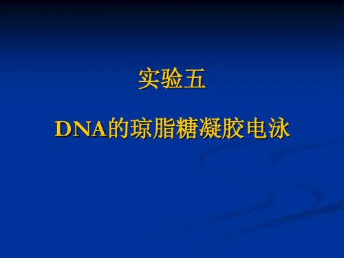 DNA的琼脂糖凝胶电泳