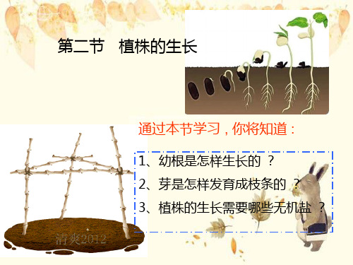 禹会区实验中学七年级生物上册3.2.2植株的生长课件2新版新人教版3