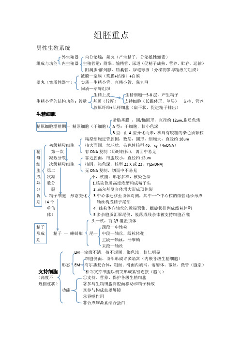 组胚重点胚胎学