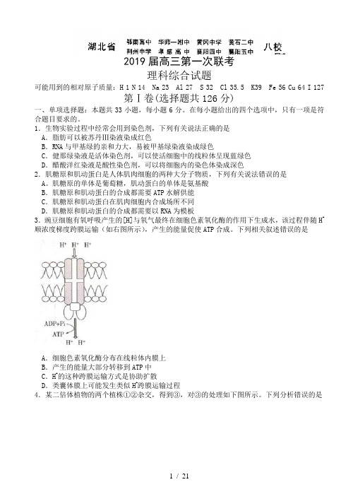 湖北省八校2019届高三12月第一次联考理综试题