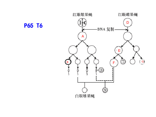 3.3.2遗传系谱图的判断以及基因位置判断方法22PPT