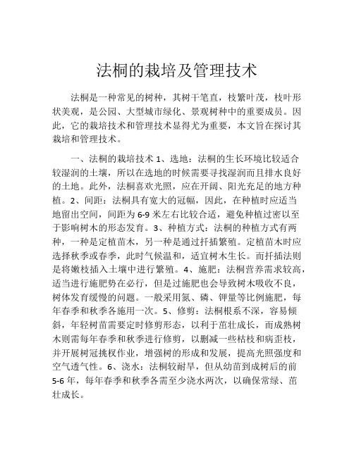 法桐的栽培及管理技术