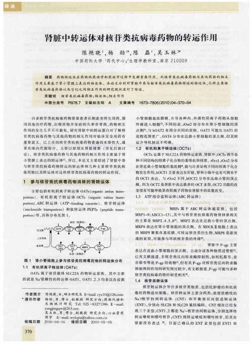 肾脏中转运体对核苷类抗病毒药物的转运作用