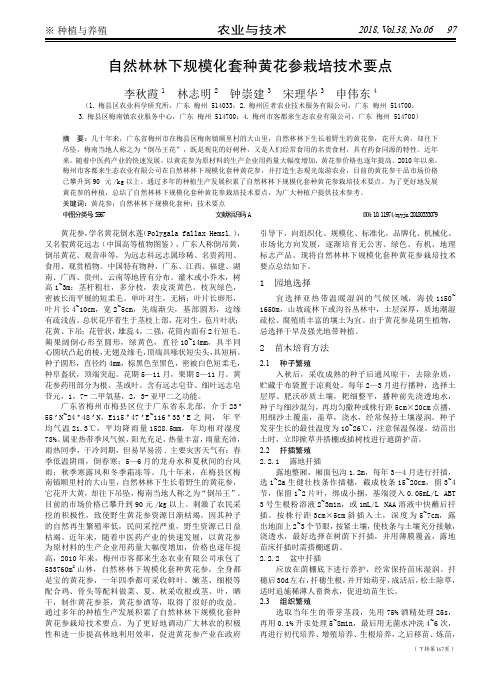 自然林林下规模化套种黄花参栽培技术要点