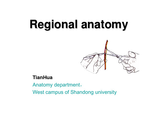 7lower limb(1)局部解剖英文课件下肢