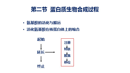 生物化学与分子生物_ 蛋白质的生物合成_ 蛋白质合成过程_