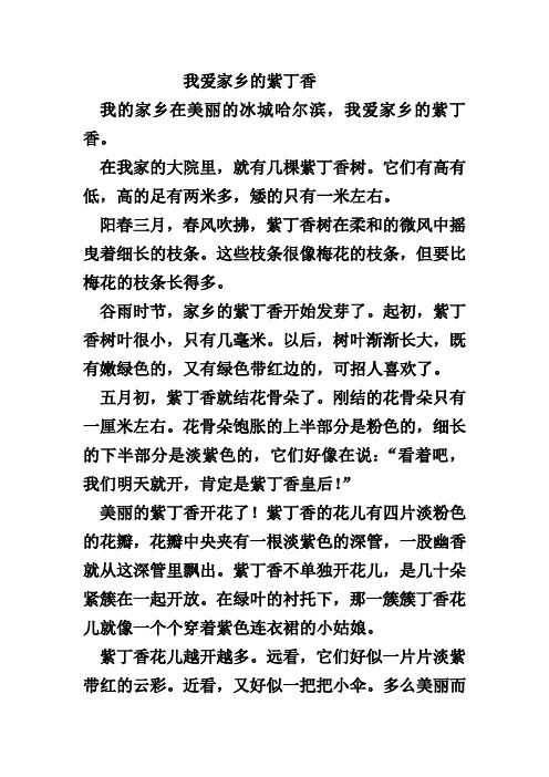 我爱家乡的紫丁香