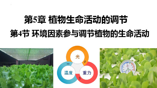 5.4 环境因素参与调节植物的生命活动(人教版高中生物选择性必修一课件2023年修订