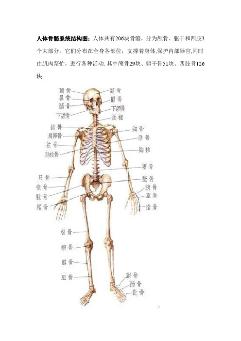 人体骨骼系统结构图