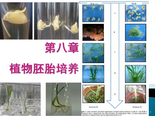 植物的胚胎培养ppt课件