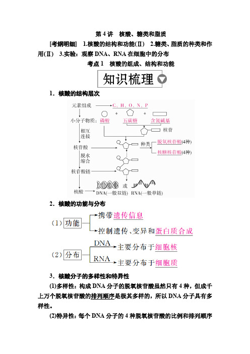高考生物一轮讲义：第4讲 核酸、糖类和脂质 Word版含解析
