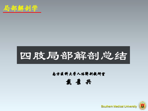 四肢局部解剖20101210