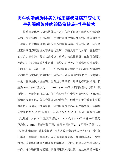 肉牛钩端螺旋体病的临床症状及病理变化 肉牛钩端螺旋体病的防治措施 - 养牛技术