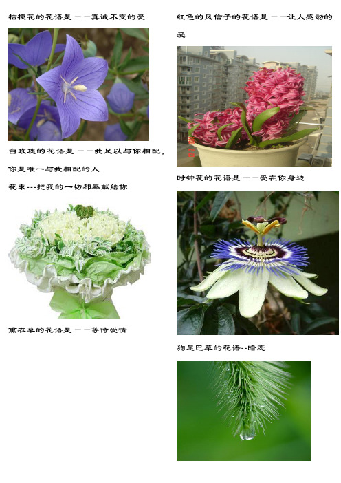 常见鲜花花语(含图片)