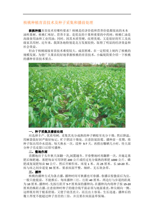 核桃种植育苗技术及种子采集和播前处理