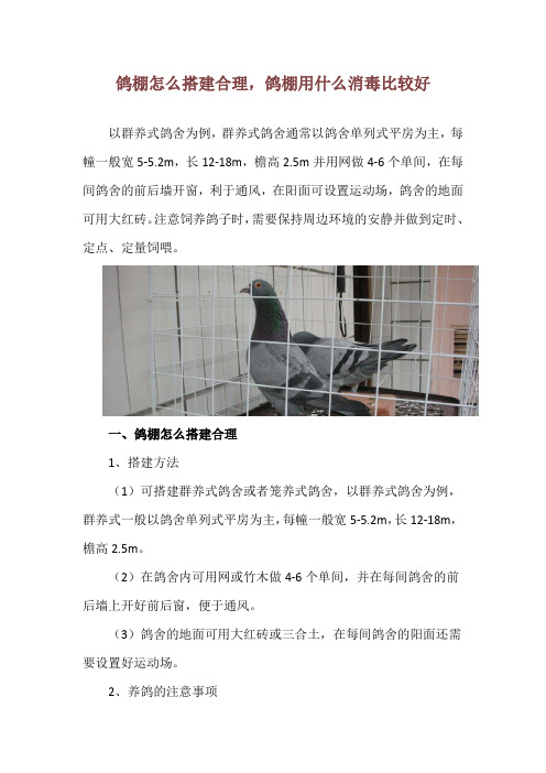 鸽棚怎么搭建合理,鸽棚用什么消毒比较好