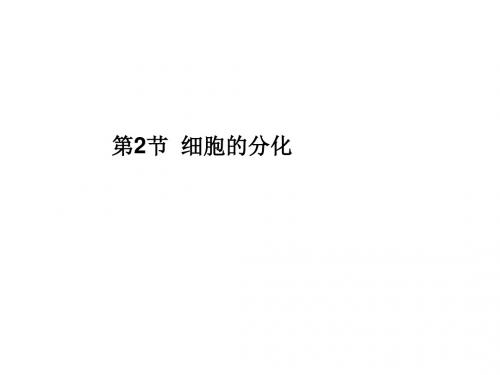 11-12学年高一生物必修1(新人教版)同步课件：6.2 细胞的分化