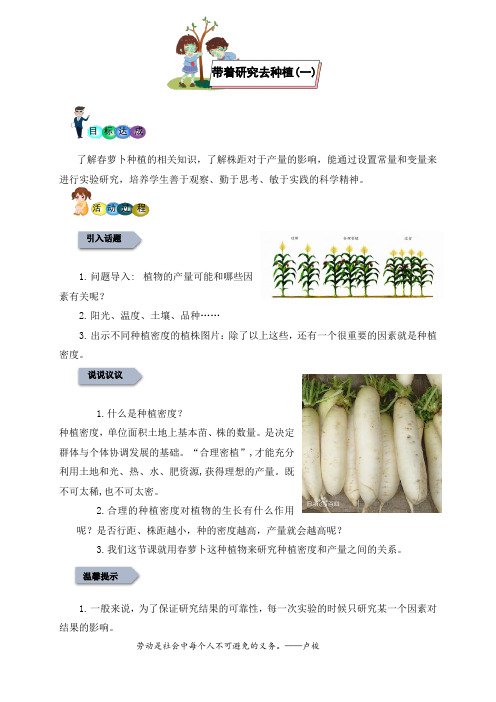 带着研究去种植(一)(教案)-六年级下册劳动教育“小农庄”(校本课程)