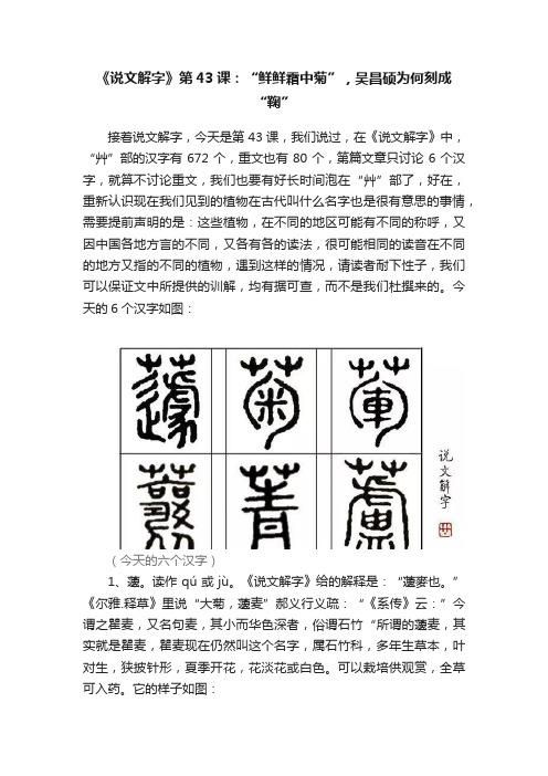 《说文解字》第43课：“鲜鲜霜中菊”，吴昌硕为何刻成“鞠”