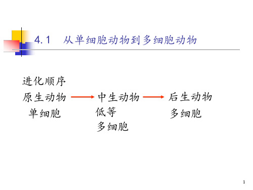 多细胞动物的起源课件