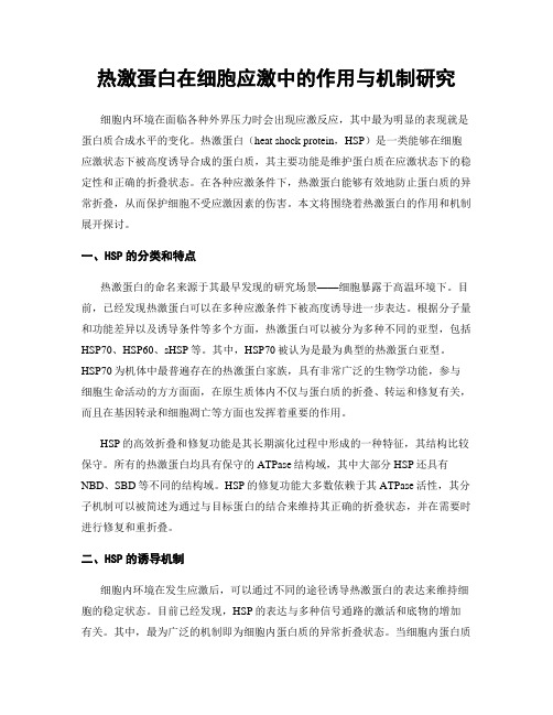 热激蛋白在细胞应激中的作用与机制研究