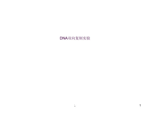 DNA双向复制ppt课件