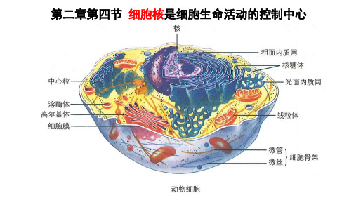 (新教材)细胞核是细胞生命活动的控制中心(公开课)