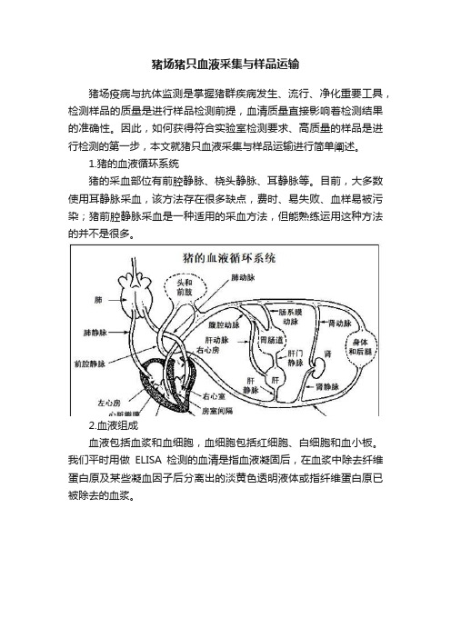 猪场猪只血液采集与样品运输