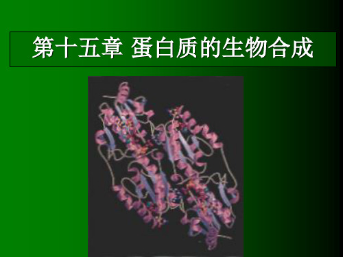 中国海洋大学资料生物化学课件第十五章 蛋白质合成(新)