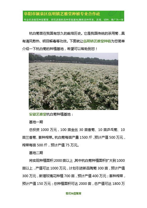 杭白菊种植基地