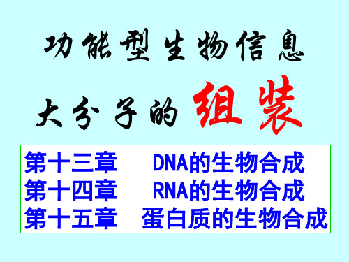 DNA的生物合成