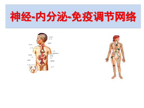 (完整版)神经、内分泌与免疫系统的关系