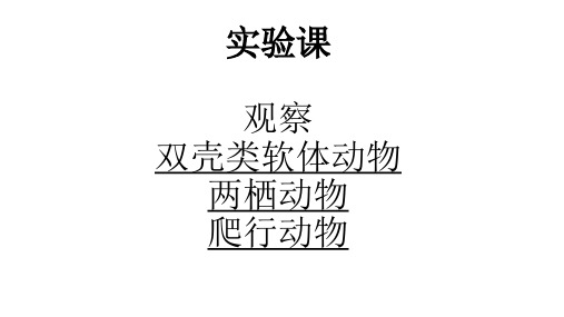 实验课：观察双壳类软体动物、两栖动物、爬行动物