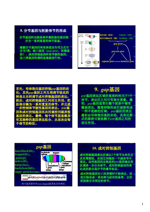 发育生物学第七章- 分节基因与胚胎体节的形成