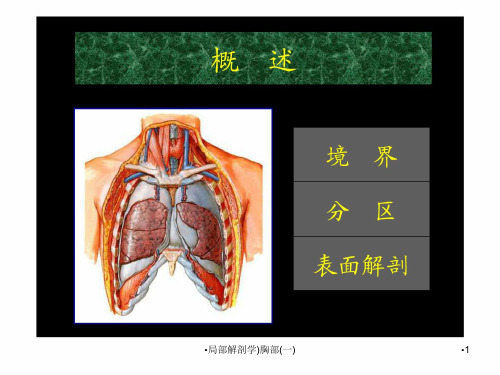 局部解剖学胸部一课件